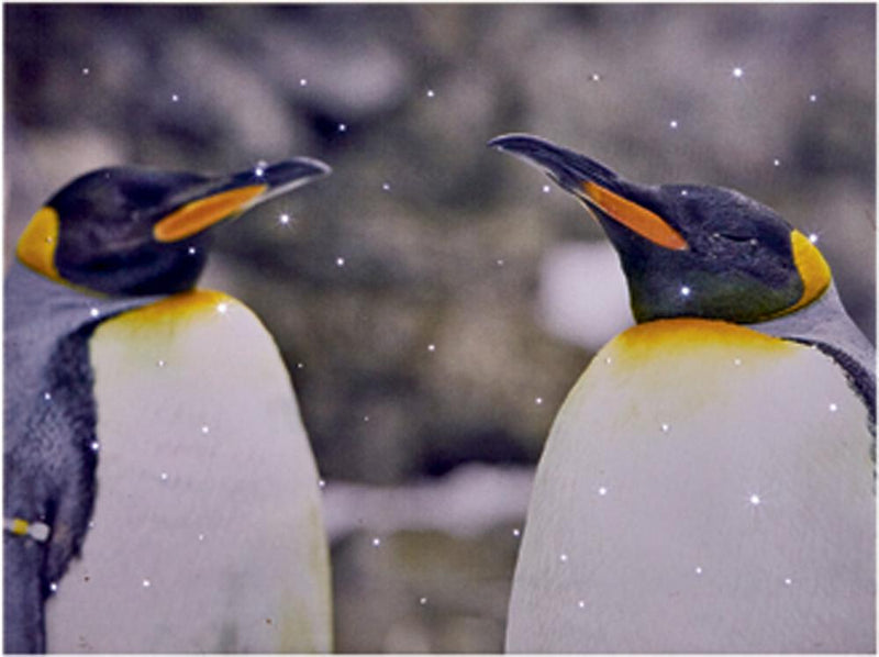 PREMIER FB152066PAIR  40 X 30Cm Snowing Penguin Scene Pair